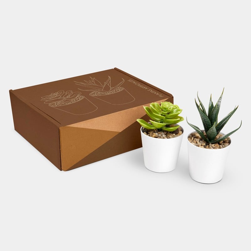 Set de plantas aliso Set de plantas aliso - BLANCO