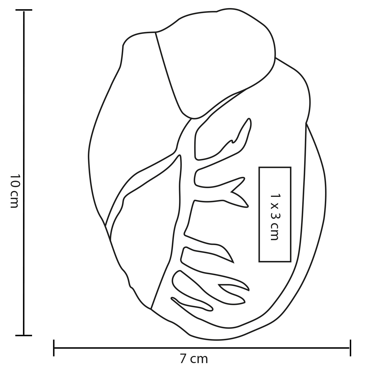 HEART · Foto 3